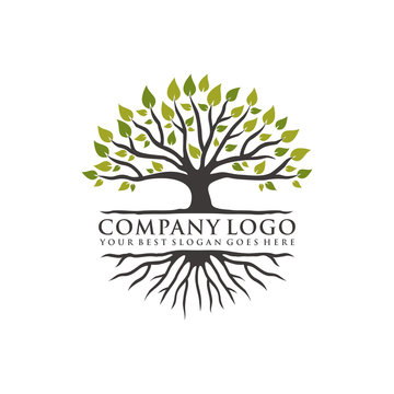 inspiring the concept of tree logos and vibrant roots, vector eps 10