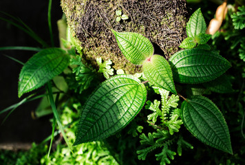 Fresh green hairy leaves of Clidemia Hirta are growing in the rainforest