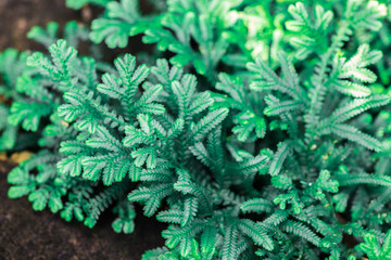 Fresh green fern leaves pattern of Spike moss (Selaginella Wallchii)  as the nature leaves background