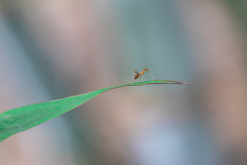 The small orange ant on the tip of green grass in nature blurry background