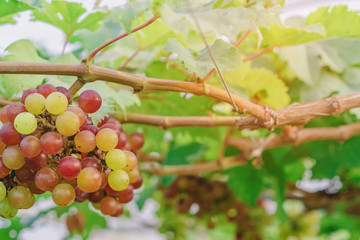 Bunches of young colorful grapes hanging on the vine with green leaves in organic garden.