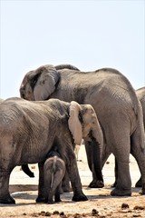 Naklejka premium Elephant family in Etosha Nationalpark. Three Elephants, two bigger ones and one small baby