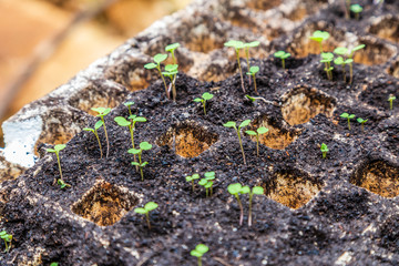 agricultura