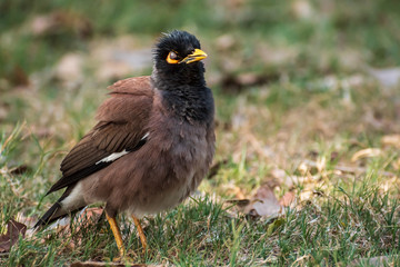 A close up of a sick common Indian Myna bird with cataract disease in the eyes sitting on green grass in the morning.