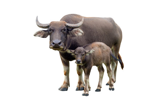 buffaloes and baby buffalo gazing (Bubalus bubalis) or Thai domestic water buffalo isolate on white background