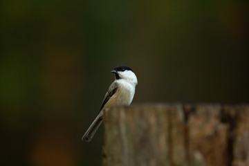 Image of tiny marsh tit bird sitting on the branch in the forest.