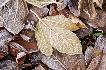 Winter concept: snow nd frost on autumn leaves. View from above