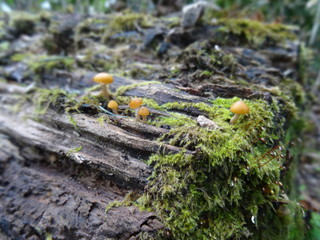 支笏湖-秋-イチャンコッペ山　きのこ