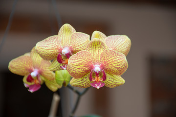 orchids