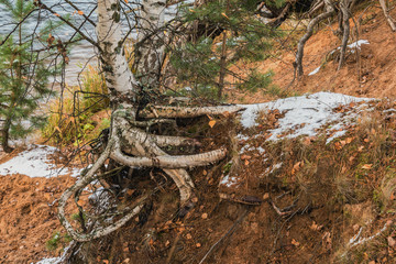Fototapeta na wymiar Birch tree on a steep bank of the river with bare roots, trying to stay in the ground
