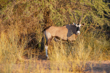 oryx antelope in savanna