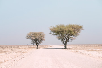 desert trees in Namibia