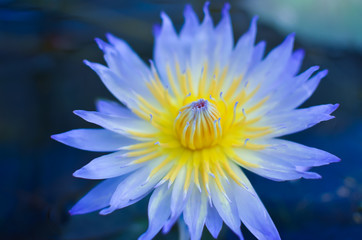 Close up of a blue water lily	