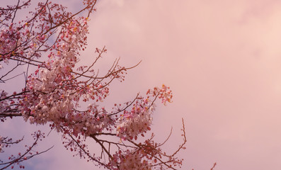Spring tree with pink flowers illuminated by the sun against blue sky