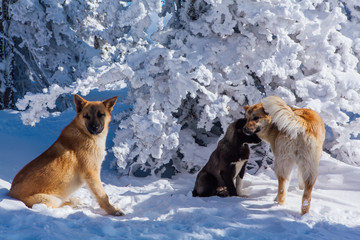 Three red dogs on snow in a bright day