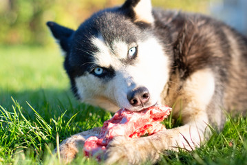 husky dog eat bone © Perytskyy