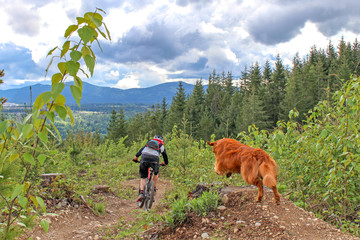 Naklejka premium Mountain Biking with Trail Dog 