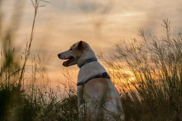 A cute dog sits in wildflower yard, looking at sunset 