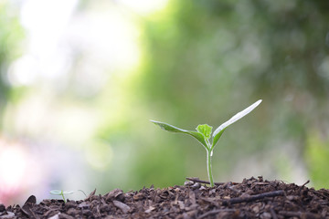 small growing green plant with dark brown soil