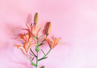 Orange lily flower on pink background