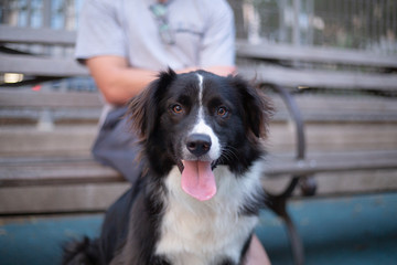 border collie in front of his owner