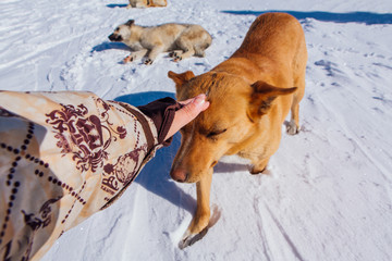 Hand touches cure re fur dog. Two dogs on snow in a bright day