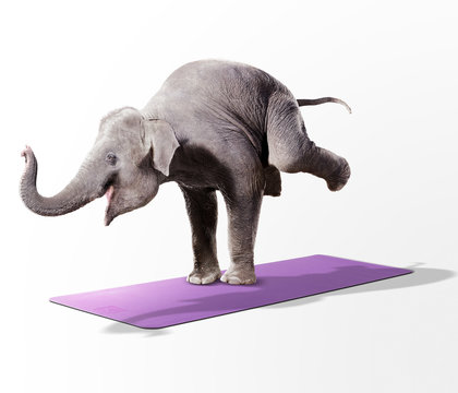 CGI Creative elephant balancing on the yoga mat in white background