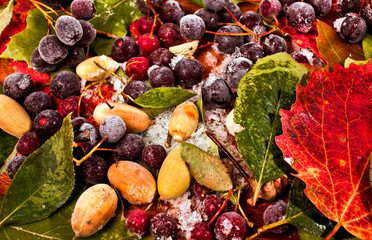Background of fallen autumn leaves of different trees with black chokeberries and acorns. Top view. Autumn background.