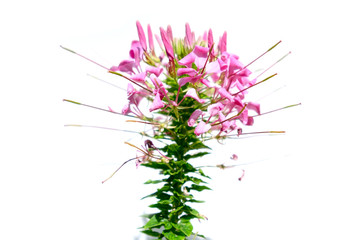 spider flower pink color isolated on white background. (with Clipping Path Selection).