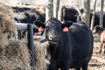 Angus cow eating at hay feeder