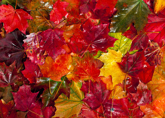 Background of fallen maple autumn leaves. Top view. Autumn colorful background.