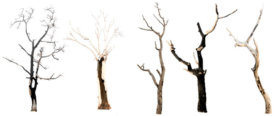 set of trees without leaves isolated on white background.Clipping Path