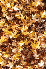 Autumn leaves background