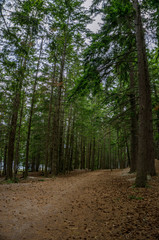 2019 park trees walk track way lake 