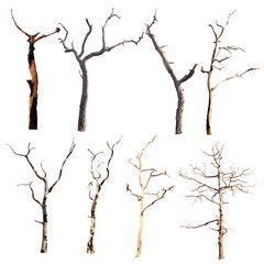 set of trees without leaves isolated on white background.Clipping Path