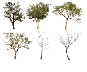 Set of trees on white background.Clipping Path