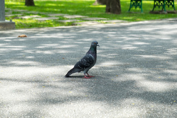 gray doves beautiful in the park. pigeon bird. olumba livia.