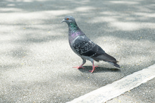 gray doves beautiful walk on the street  in the park. pigeon bird. olumba livia.