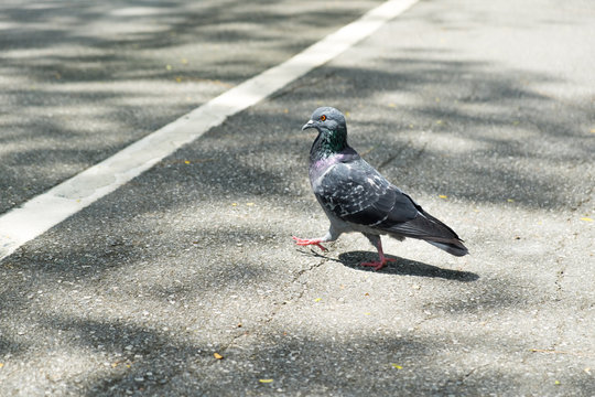 gray doves beautiful walk on the street in the park. pigeon bird. olumba livia.