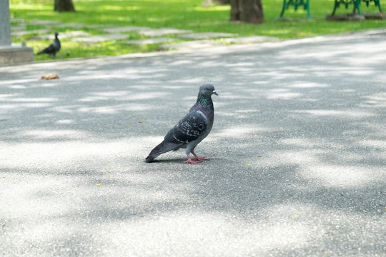 gray doves beautiful in the park. pigeon bird. olumba livia.