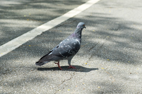 gray doves beautiful walk on the street in the park. pigeon bird. olumba livia.