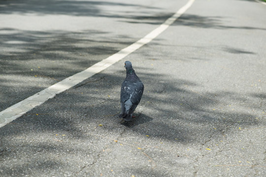 gray doves beautiful walk on the street in the park. pigeon bird. olumba livia.