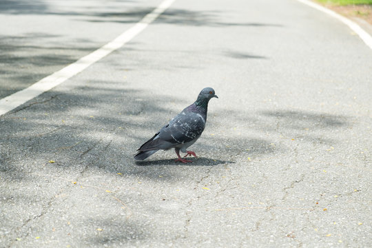 gray doves beautiful walk on the street in the park. pigeon bird. olumba livia.