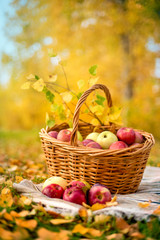apples in a basket on green grass
