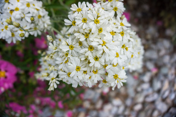 2019 exotic flowers white small pink stones nature garden beatiful spring new zealand