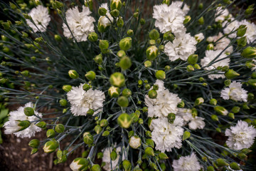 2019 exotic flowers white super blur nature garden beatiful spring new zealand