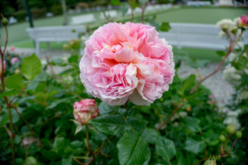 2019 exotic flowers pink nature garden beatiful spring new zealand