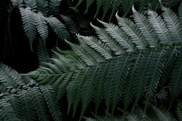 Tropical fern leaves in botanical garden with dark light background 