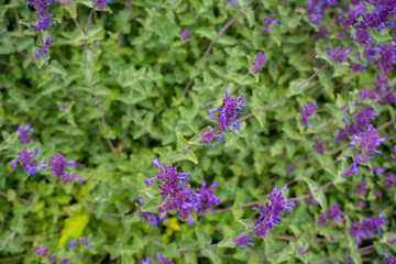 2019 exotic flowers small purple super blur nature garden beatiful spring new zealand