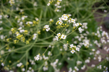 2019 exotic flowers small white super blur nature garden beatiful spring new zealand